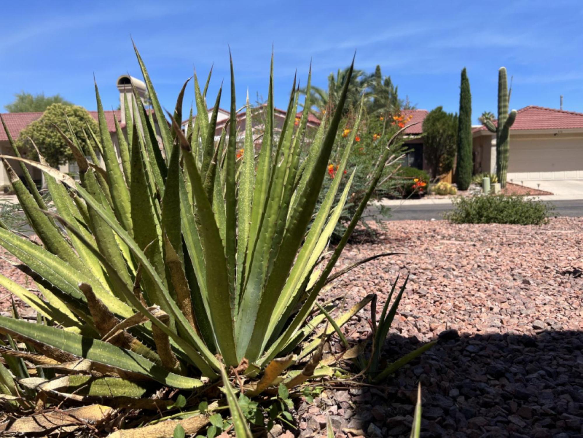 Private Home - Billiards, Mountain Views, Private Desert Access, Hoa Pool & Spa, Bbq, At Lambert Park - Bourbondale Tucson Zewnętrze zdjęcie