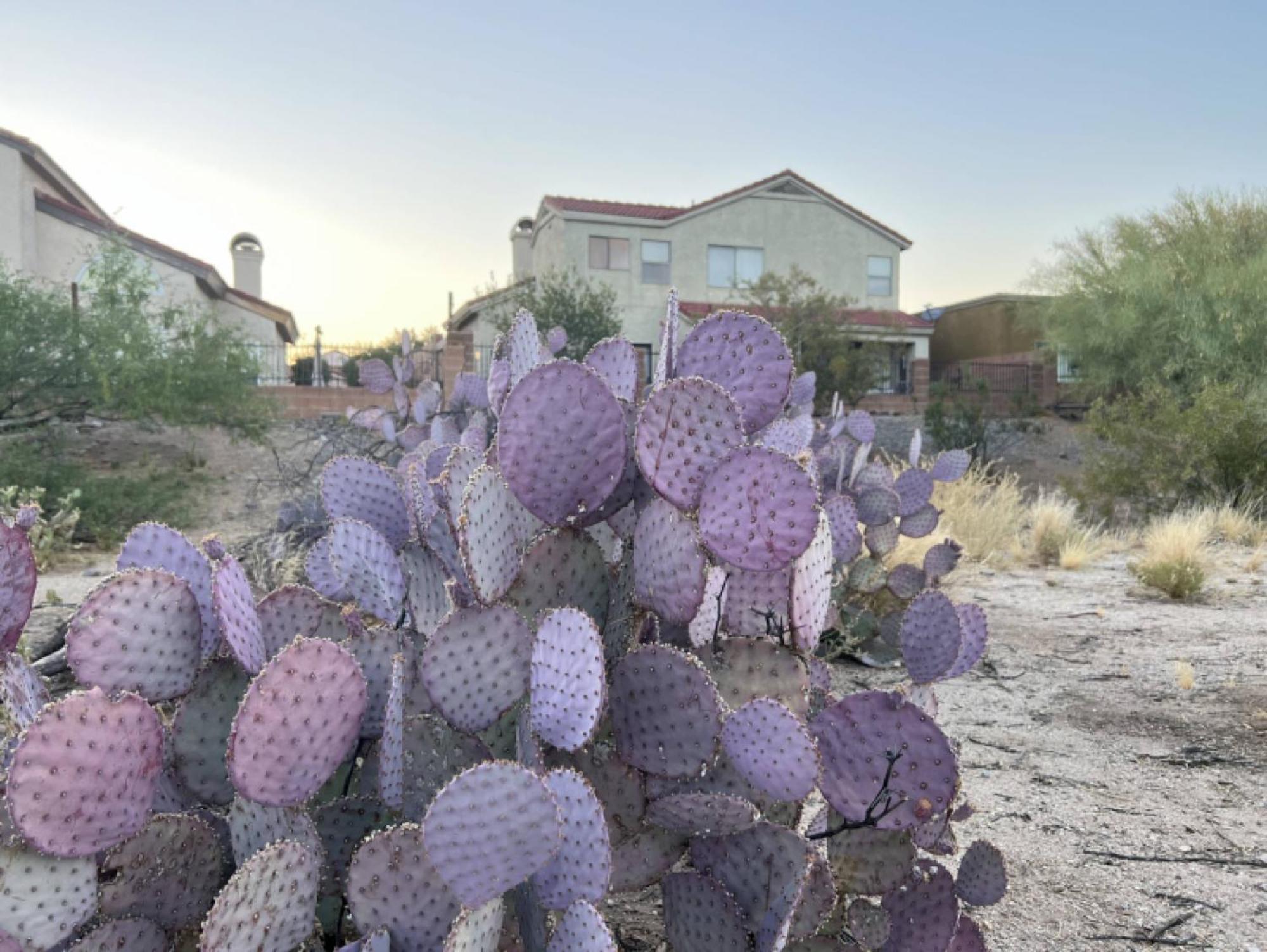 Private Home - Billiards, Mountain Views, Private Desert Access, Hoa Pool & Spa, Bbq, At Lambert Park - Bourbondale Tucson Zewnętrze zdjęcie